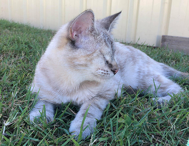 hazel on the lawn